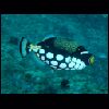 Leoparden- Drueckerfisch